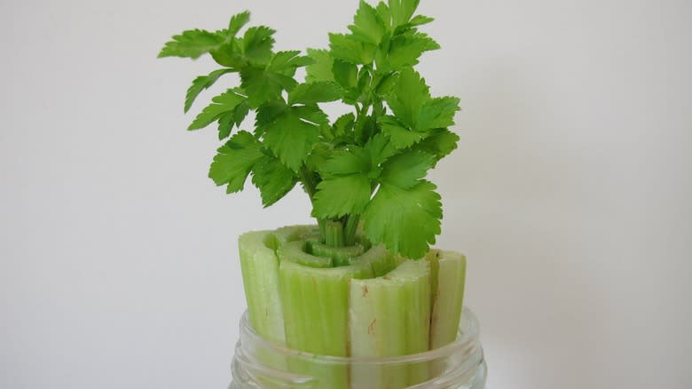 Celery regrowing in water