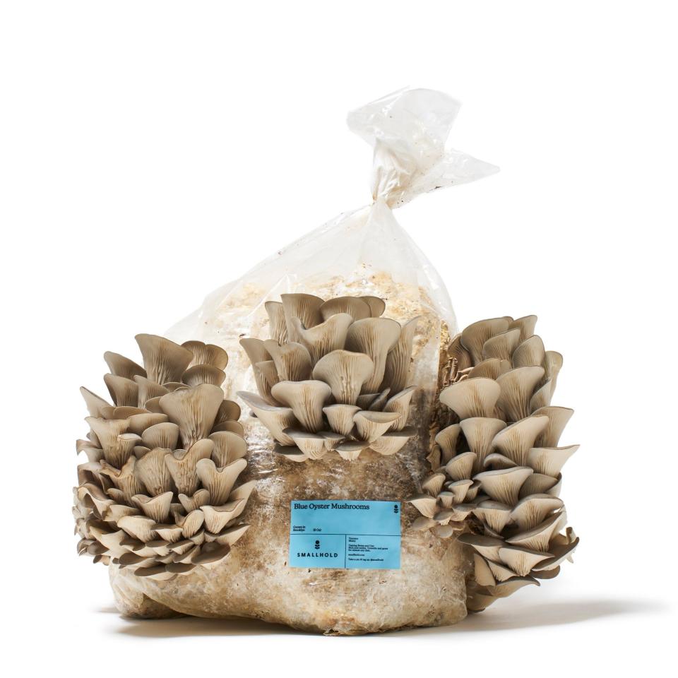 Mushroom Grow Kit