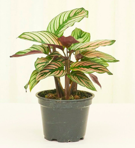 Calathea Majestica