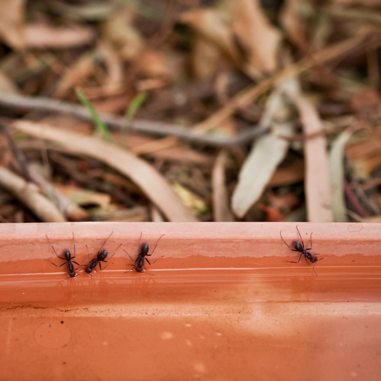  Ants on a garden planter. 