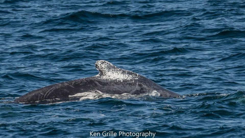 The humpback also has white markings on her hump, photos show.