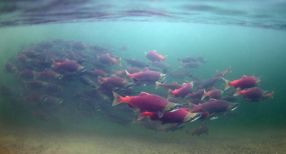 Sockeye Salmon, Lake Iliamna, Bristol Bay, Alaska Fly Fishing, Environmental Conservation, Trout, River