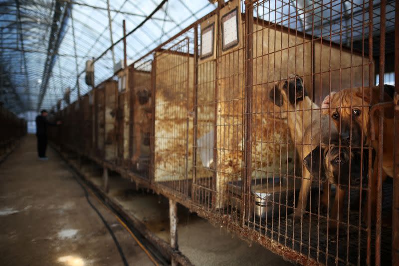 FILE PHOTO: Dogs look on from their cages at a dog meat farm in Hwaseong