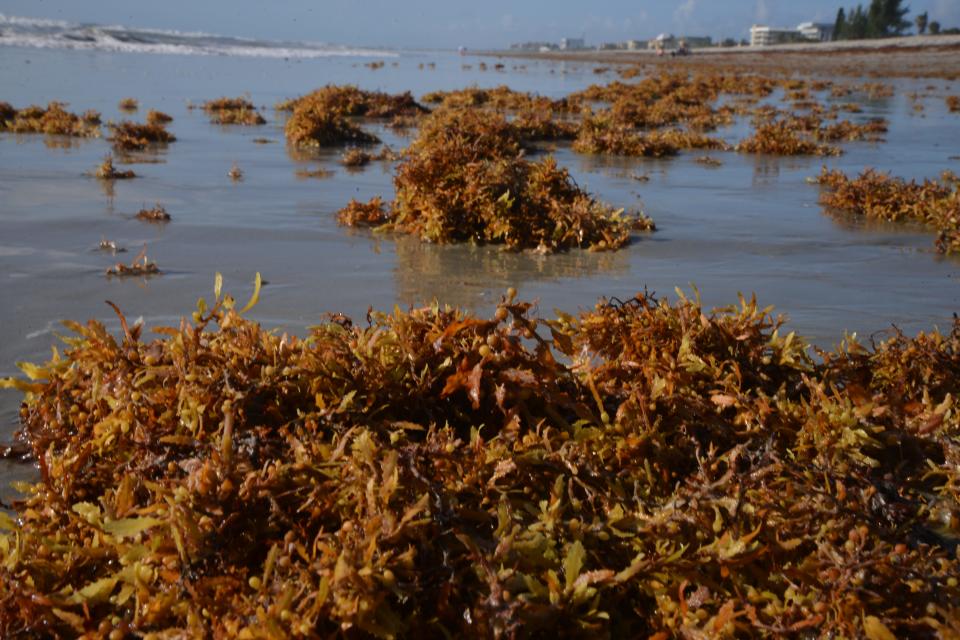 Caribbean delivers more beach seaweed to snarl Space Coast surf zones