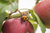 In this Oct. 7, 2020, photo provided by the Washington State Department of Agriculture, a live Asian giant hornet with a tracking device affixed to it sits on an apple in a tree where it was placed, near Blaine, Wash. Washington state officials say they were again unsuccessful at live-tracking an Asian giant hornet while trying to find and destroy a nest of the so-called murder hornets. The Washington State Department of Agriculture said Monday, Oct. 12, 2020, that an entomologist used dental floss to tie a tracking device on a female hornet, only to lose signs of her when she went into the forest. (Karla Salp/Washington State Department of Agriculture via AP)