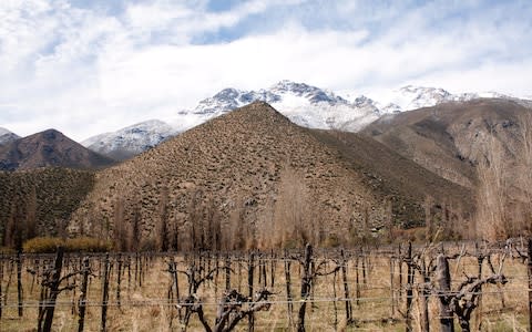 Vineyards in Chile