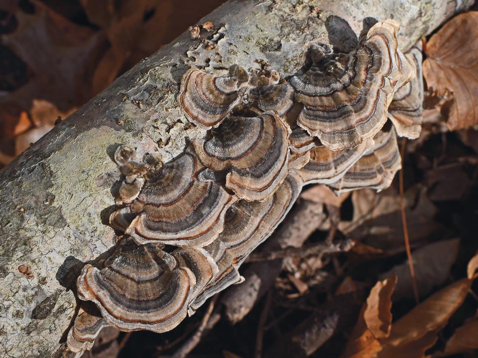 In the future, fungi are likely to play a major role within bioenergy, experts said (RBG Kew)