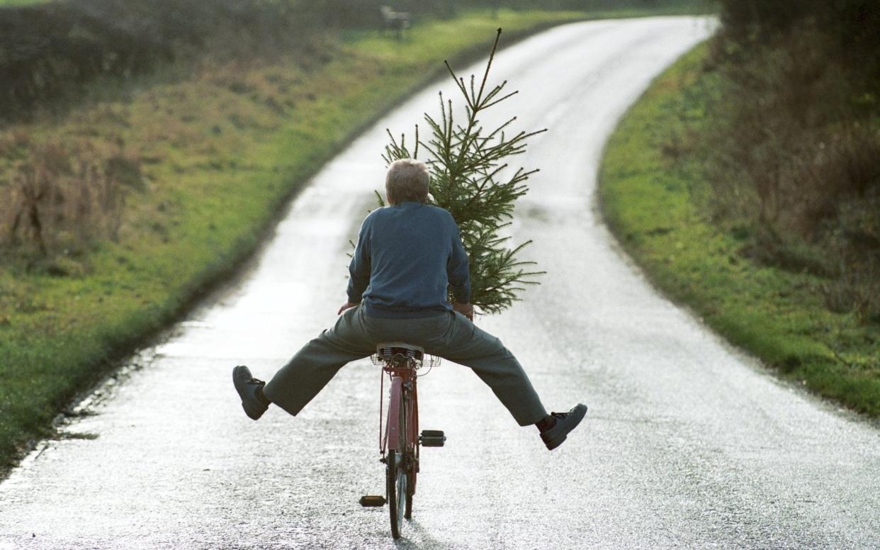 Man carrying a Christmas tree on a bike