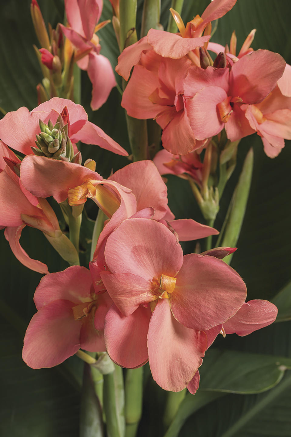 This undated photo provided by Proven Winners shows Toucan Coral Canna flowers. Nurseries and garden centers are expected to stock a plethora of similarly colored plants now that Pantone has named Peach Fuzz as its 2024 color of the year. (Proven Winners via AP)