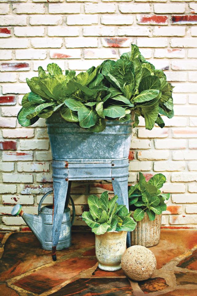 125 Container Gardening Ideas