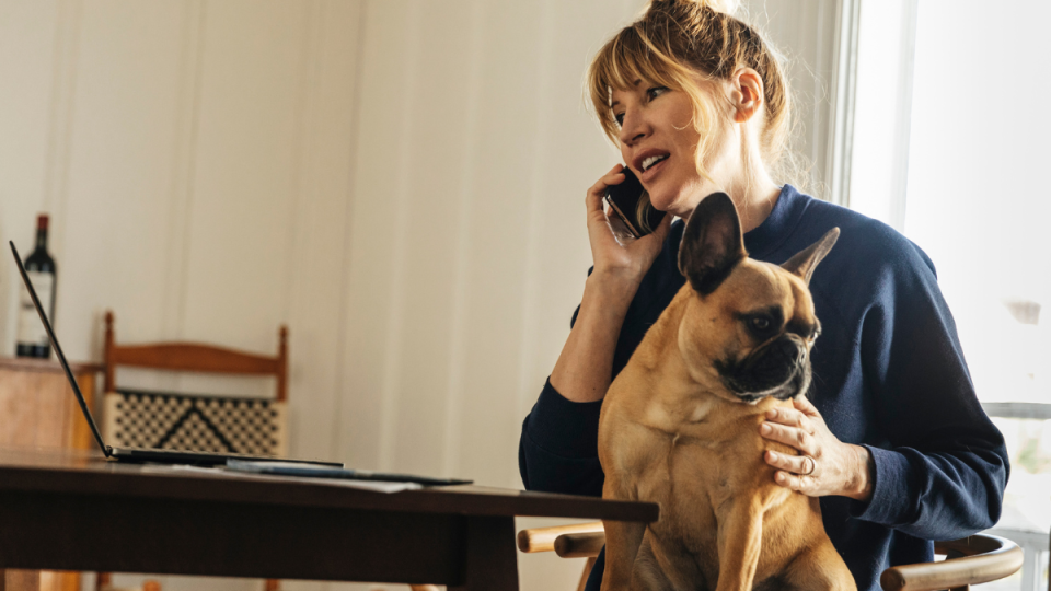 French bulldog on woman's lap