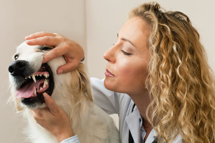 Tu perro necesitaría una limpieza dental al año, como mínimo. – FOTO: Hybrid Images/Getty Images