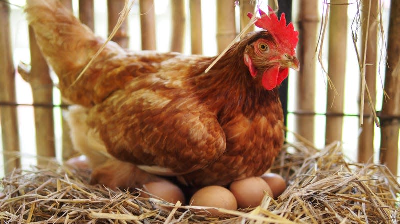 A hen and her eggs. - Image: PhotoSongserm (Shutterstock)