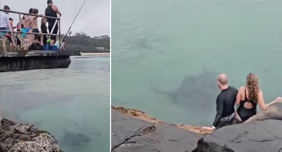 The stingray seen near swimmers at Bawley Point.