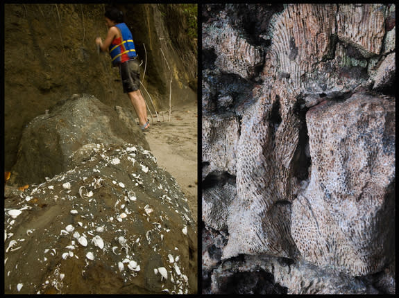 Nutrient-rich water from the Pacific used to bolster Caribbean marine ecosystems before the isthmus appeared, helping Caribbean mollusks (left) thrive. After the isthmus formed, the Caribbean's nutrient l