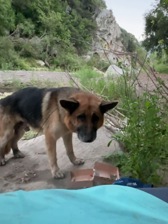 Viewer image shows the German shepherd resting as they await rescuers in Malibu Canyon on July 3, 2024. 