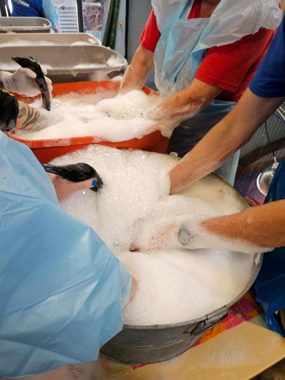 Staff and volunteers at Stark Parks' Wildlife Conservation Center in Perry Township work to bathe geese covered in oil. The geese, which were found covered in oil after a spill in Barberton, had to be washed up to five times in soapy water to remove all the oil.