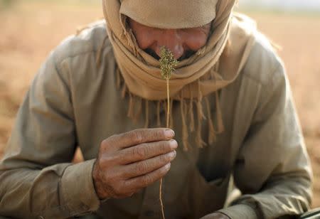 A Syrian refugee (who asked to withhold his name) from Raqqa, smells a cannabis bud while resting during the harvest in the Bekaa valley, Lebanon October 19, 2015. REUTERS/Alia Haju