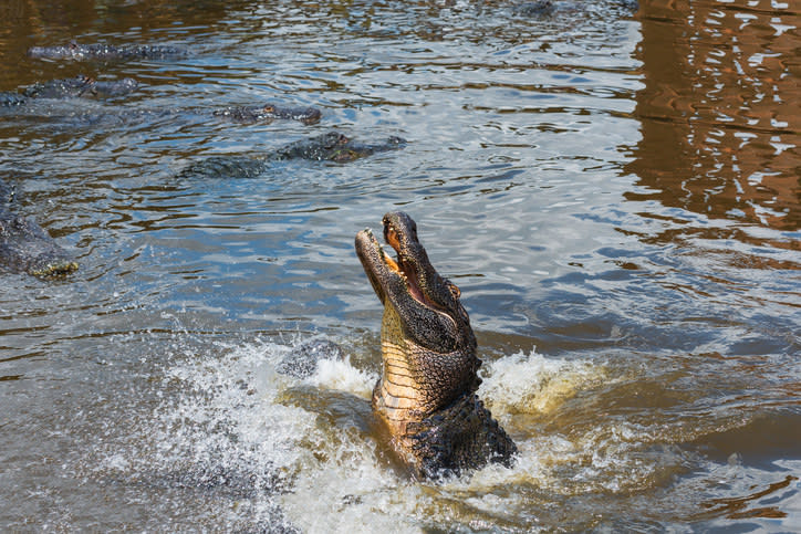 an alligator