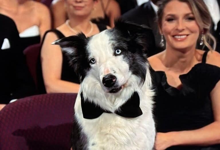 Messi, el perro que interpretó a Snoop en Anatomía de una caída dijo presente en la entrega de los Oscar (Foto: X@palomarando)