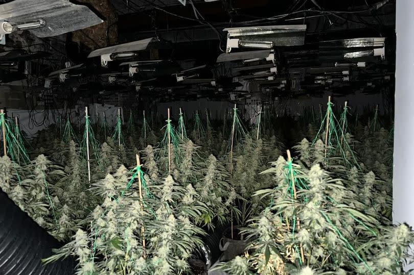 Cannabis factory that has been dismantled in Rhondda, by South Wales Police