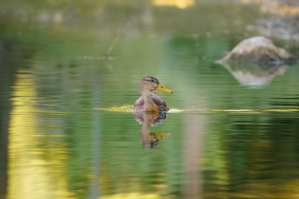 A turned duck swimming in water with background blur