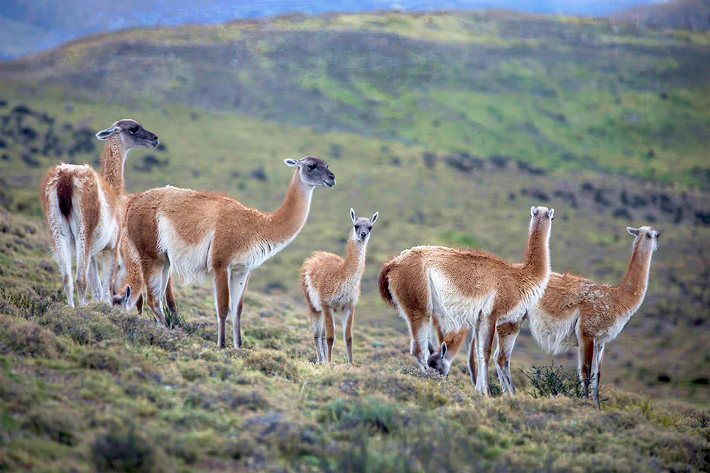 Guanacos are probably the most commonly seen animal in Patagonia. — Pictures by CK Lim