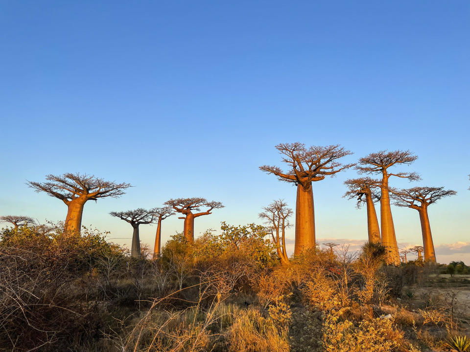 Avenue of Baobabs in Madagascar. / Credit: Giovanni Mereghetti/UCG/Universal Images Group via Getty Images)/Madagascar, Avenue of Baobabs. (Photo by: Giovanni Mereghetti/UCG/Universal Images Group via Getty Images)