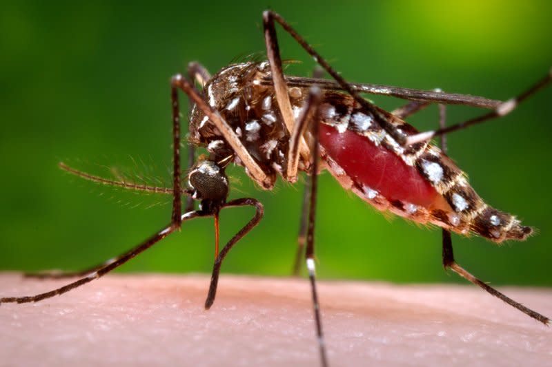 與登革熱病毒相同，茲卡病毒也是由埃及斑蚊傳播。（美聯社）