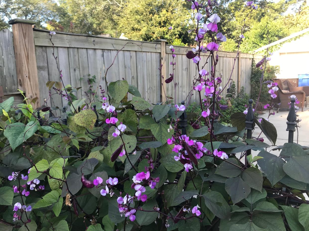 Hyacinth bean is a vine that is widely grown in cultivation as an ornamental.