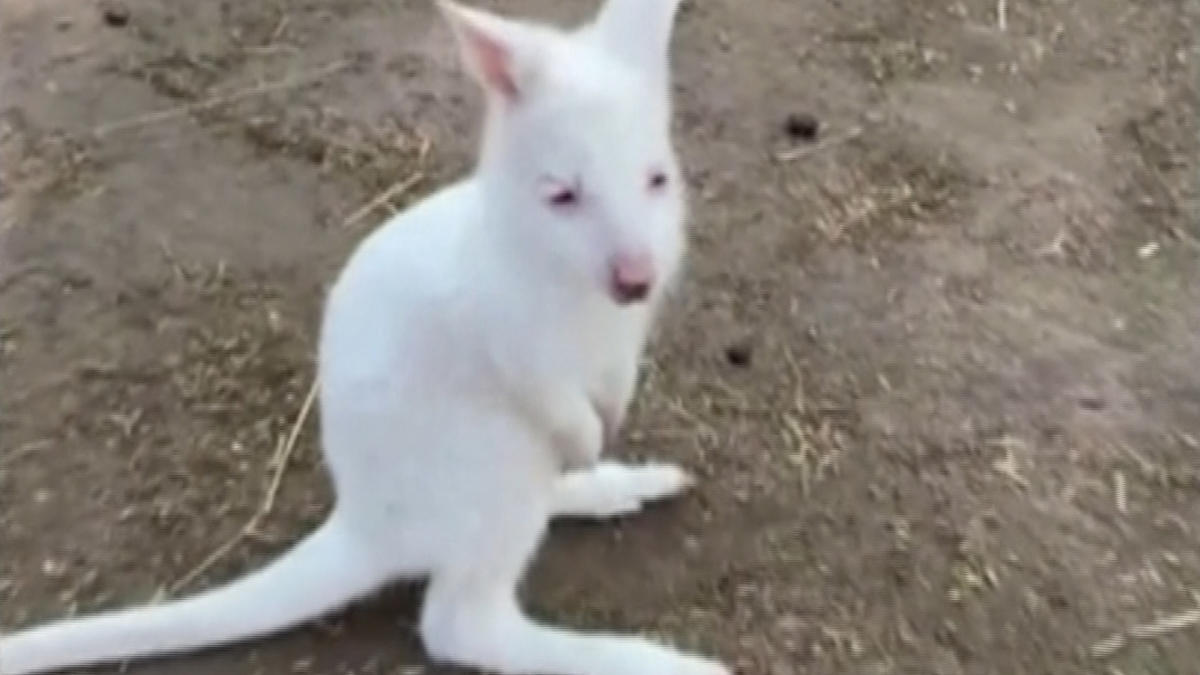 Rare albino wallaby born at Russian Zoo