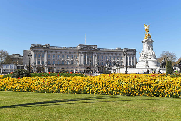 yellow flowers, buckingham palace