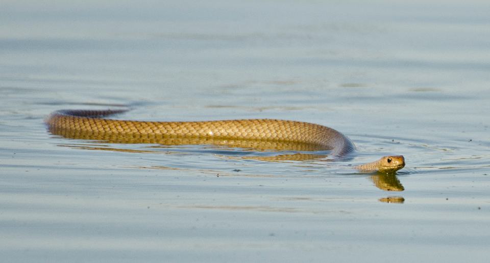 Australian snakes are known to be good swimmers. Source: Getty