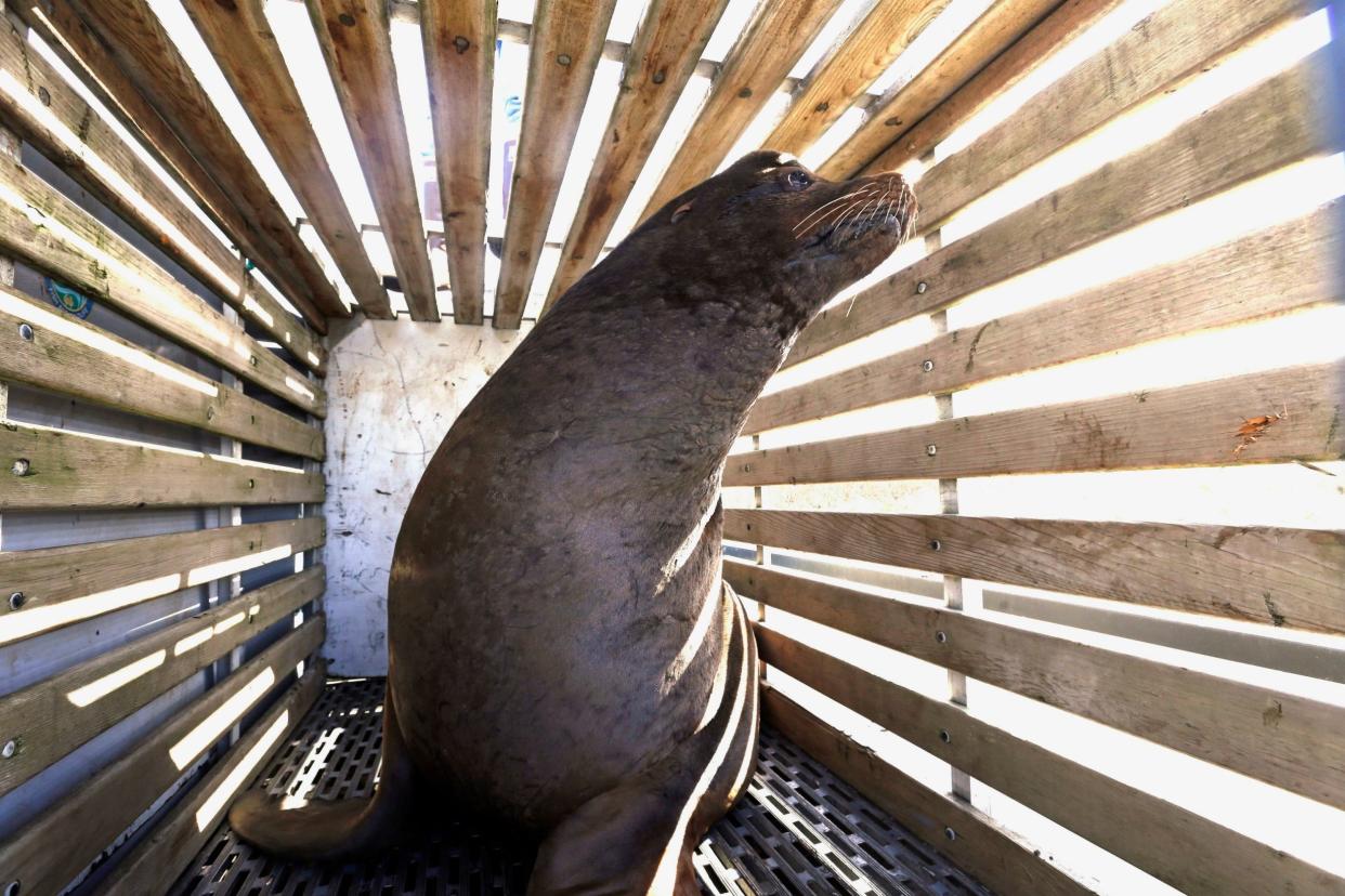 A bill making it easier to kill sea lions that feast on imperiled salmon in the Columbia River has cleared the US Senate: AP