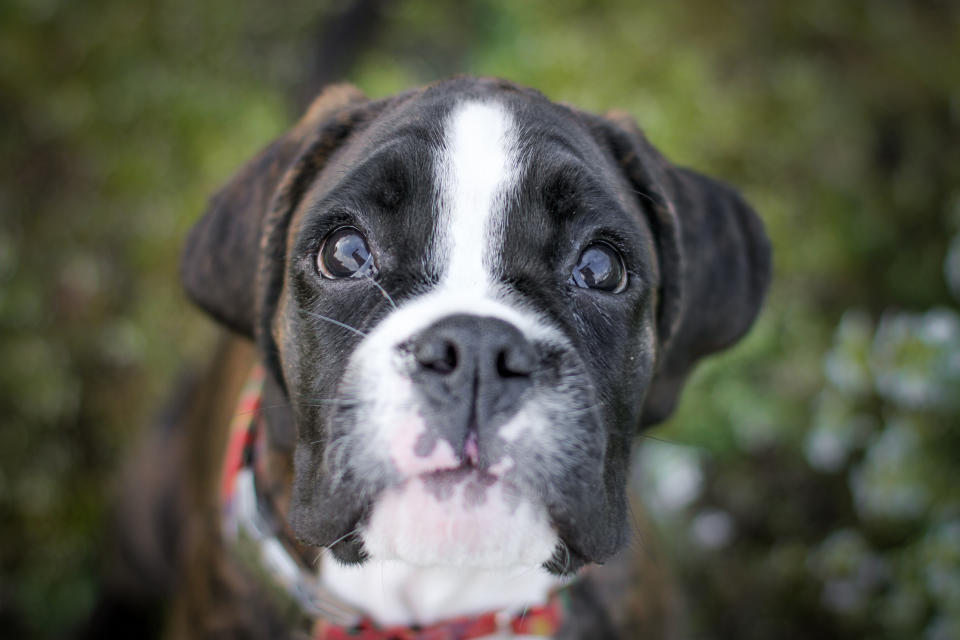 German boxer brindle puppy is sitting and lookig up, big puppy dog eyes and nose