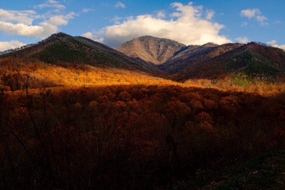 Late afternoon light streaks across golden leaves in the Great Smoky Mountains National Park near Gatlinburg, Tenn., on Nov. 16, 2021.