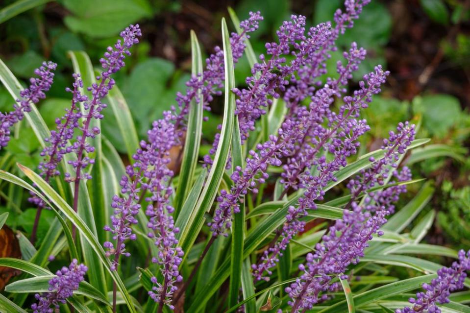 Flores de Liriope muscari