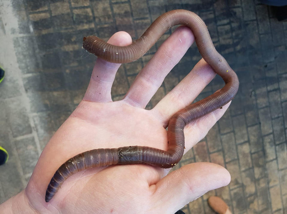 Snake catcher Stuart McKenzie was called to a home in Buderim in Queensland by a family petrified that a brown snake was in their garage. It turned out to be a giant worm. Facebook/The Snake Catcher 24/7 Sunshine Coast