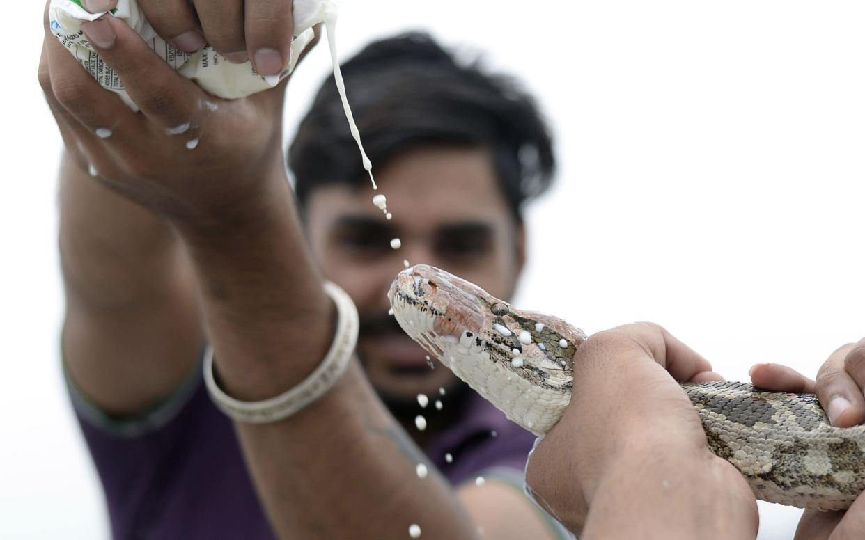 A man pours milk for a python in Jalandhar, India during an annual tribute to deadly snakes - AFP