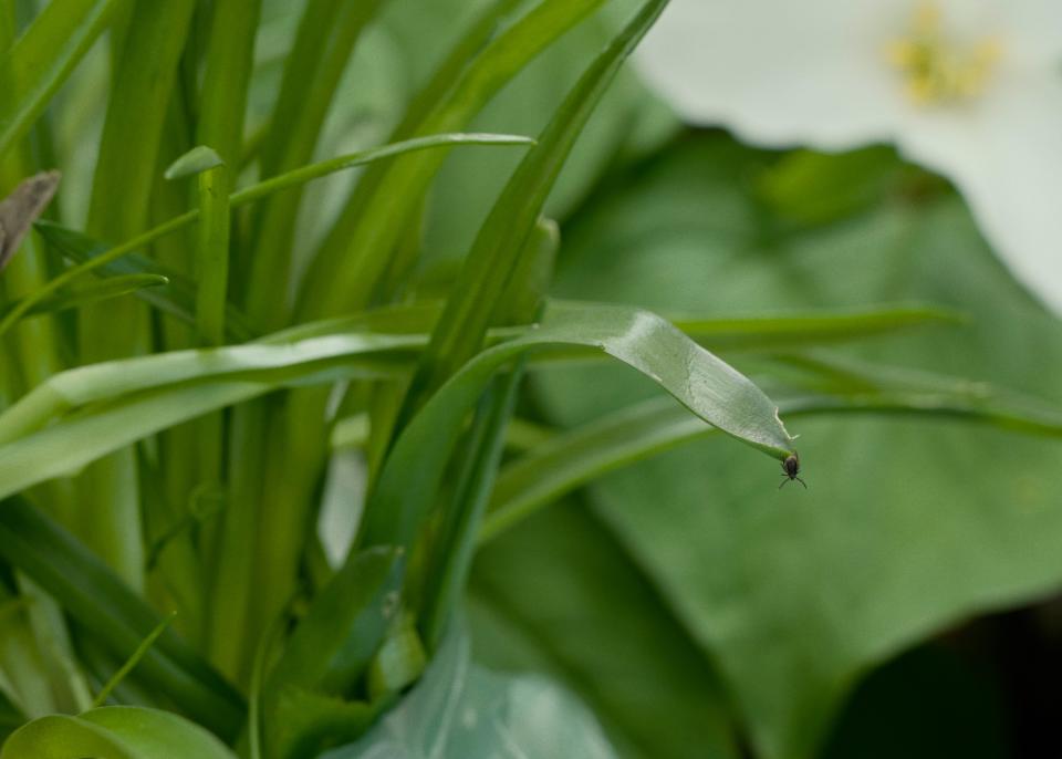 A blacklegged tick quests on a blade of grass in Fairfield, CT. While questing, ticks outstretch their legs in order to climb onto a passing host.