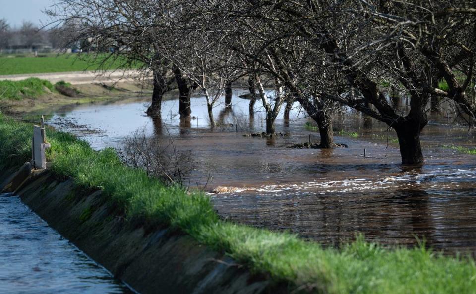 Storm water is diverted from a Turlock Irrigation District canal to flood an almond orchard at the Gemperle family farm near Keyes, Calif., Wednesday, Jan. 18, 2023.