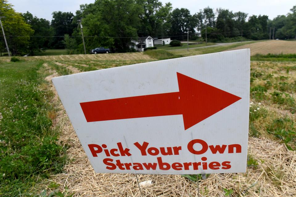 Many Northeast Ohio farms are struggling to produce strawberries this year because of drought conditions. Isaac Yoder, the owner of Sunny Slope Orchard in Tuscarawas County, said that his strawberry crops this year are only about 60% to 70% as large as the crop in years past.