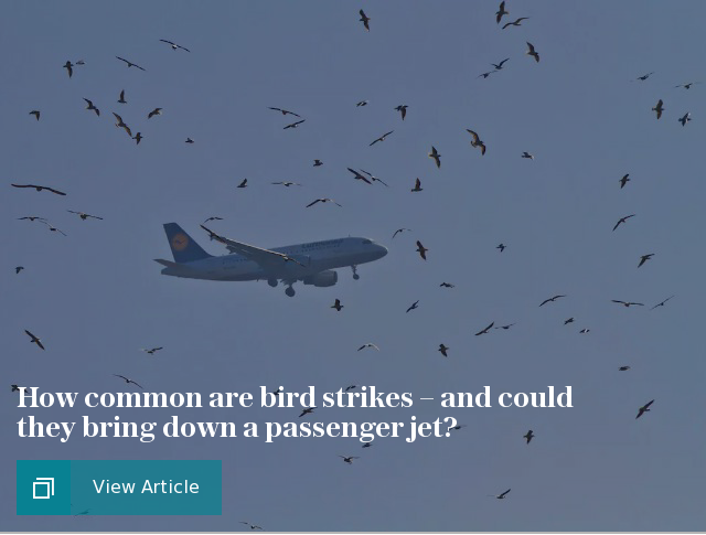 How common are bird strikes – and could they bring down a passenger jet?