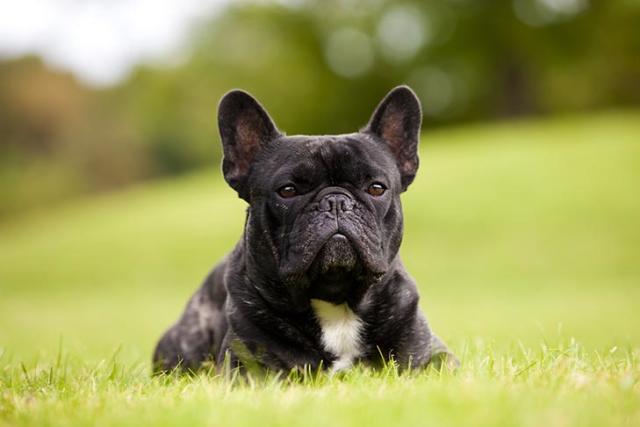 The 30 most expensive dog breeds to own — VIDEO