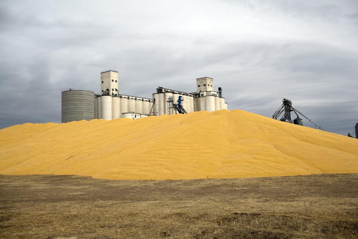 <span class="caption">Surplus corn piled outside a farmer's co-op storage facility in Paoli, Colorado.</span> <span class="attribution"><a class="link " href="https://www.gettyimages.com/detail/news-photo/surplus-corn-harvested-in-2010-is-piled-outside-a-farmers-news-photo/107592314" rel="nofollow noopener" target="_blank" data-ylk="slk:Robert Nickelsberg/Getty Images;elm:context_link;itc:0;sec:content-canvas">Robert Nickelsberg/Getty Images</a></span>