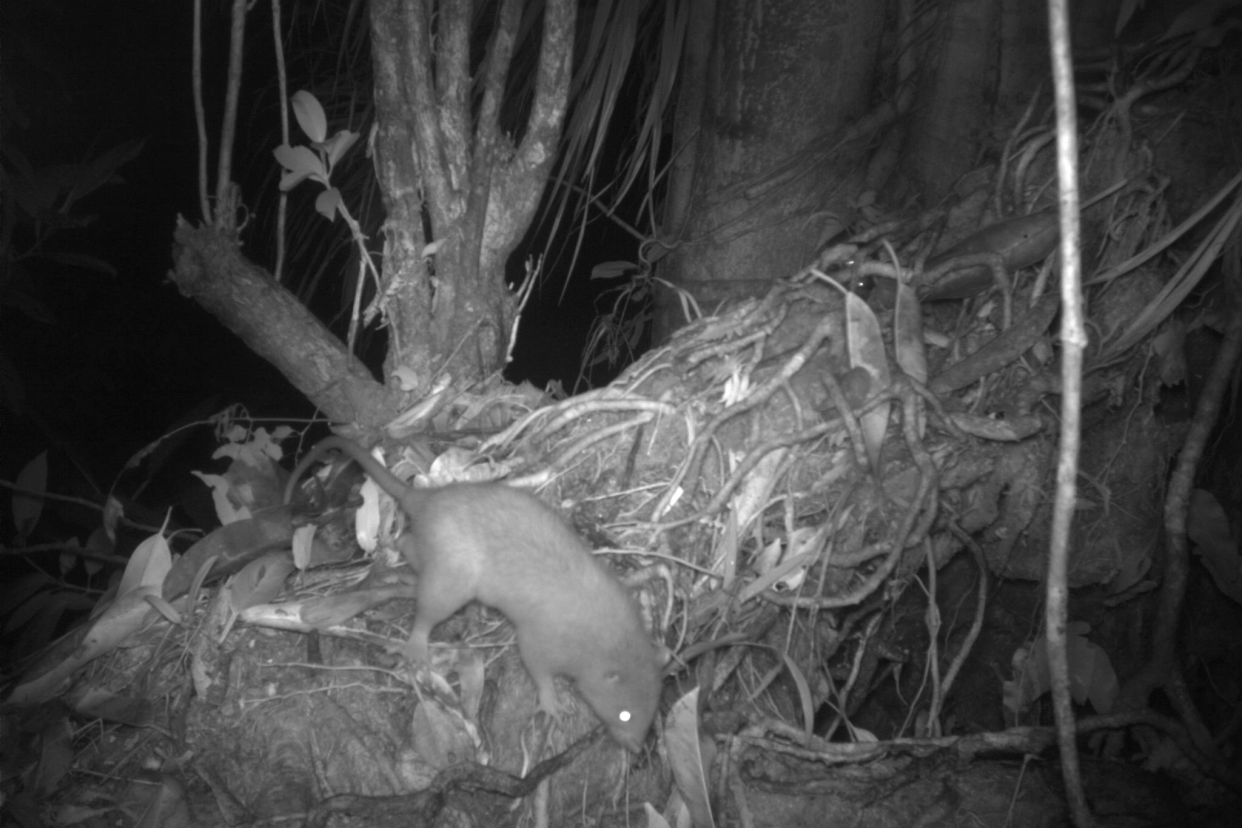 Researchers at the University of Melbourne and Solomon Islands National University captured 95 images of the super rare Vangunu giant rat, proving for the first time that the critically endangered rodent is still alive on Vangunu, a part of the Solomon Islands.