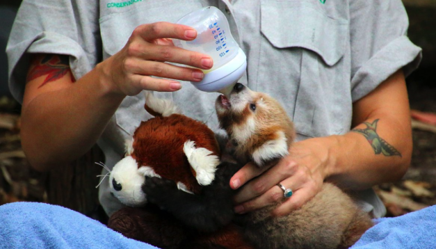 Oh… wie süß (Bild: Taronga Zoo)