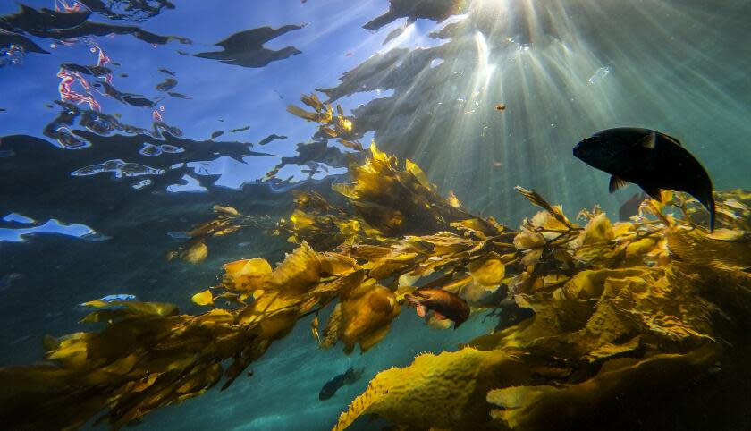 AVALON, CA - JANUARY 12: Amid COVID-19 pandemic social distancing and mask-wearing restrictions and requirements, beach-goers snorkel amidst a variety of fish at Casino Point Dive Park on a summer day in Catalina Island on Tuesday, Jan. 12, 2016 in Avalon, CA. (Allen J. Schaben / Los Angeles Times)