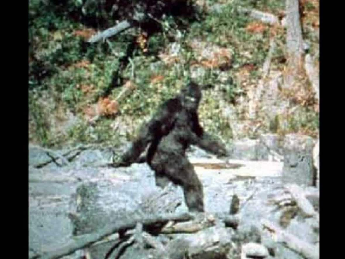 Locals in B.C.'s Nicola Valley say there are many stories of Bigfoot sightings, with some saying the creature looks identical to this figure in the iconic short film by Roger Patterson and Bob Gimlin. (Bob Gimlin/YouTube - image credit)