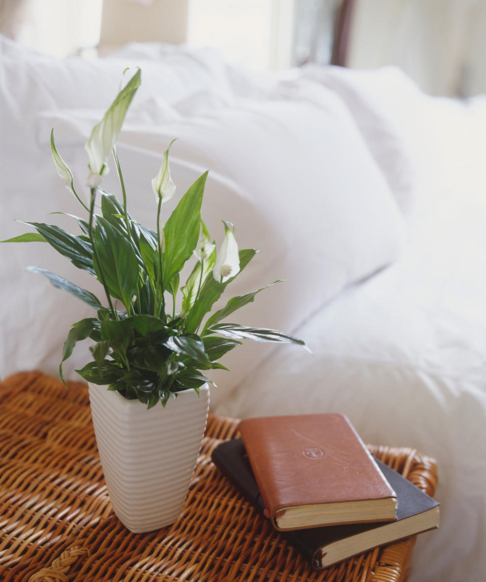 Feeling blue? You need more greenery in your life. Add these humble houseplants and take a relaxing breath of fresh air